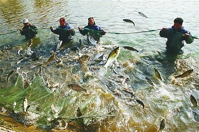 ˮ�a(ch��n)�B(y��ng)ֳ����