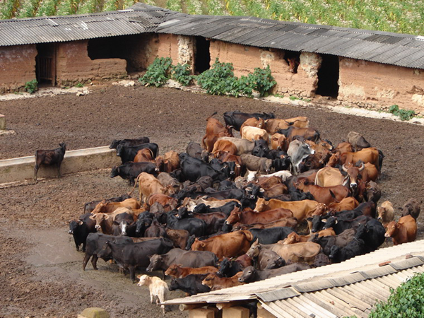 �����B(y��ng)ֳ����